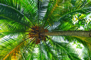 Coconut palm with lush leaves and ripe coconuts. Concept - vacation and travel.
