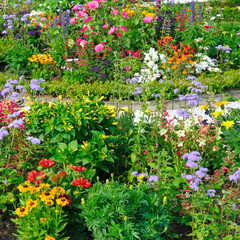 Luxurious flowerbed in the summer city garden. - obrazy, fototapety, plakaty