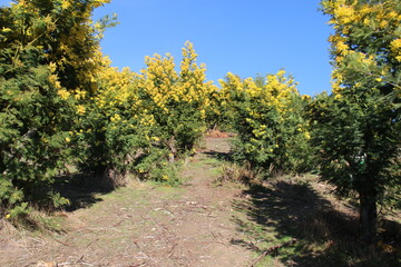 Fleurs de mimosa # 26