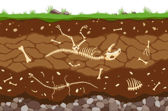 Soil layers with bones. Surface horizons of the soil with the fossil skeleton of reptiles. Upper layer of the earth structure with a mixture of organic matter and stones. Paleontological background