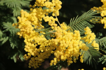 Fleurs de mimosa # 13