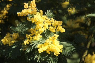 Fleurs de mimosa #11