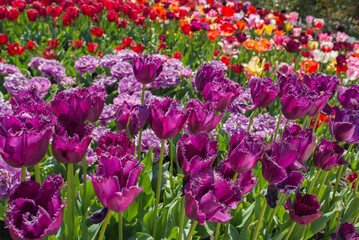 beautiful and colorful tulips with green leaves on the meadow in spring