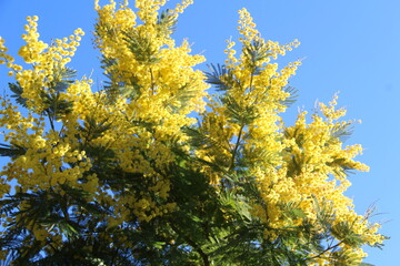 Fleurs de mimosa # 10