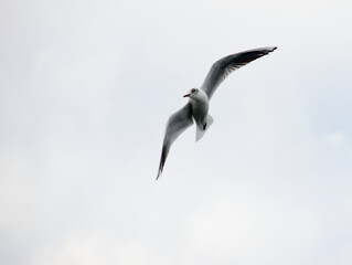 Fototapeta na wymiar Gull in flight over a lake