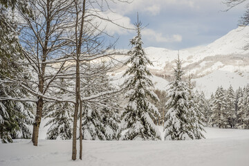 Obraz premium Splendid scenery in winter. Fantastic frosty morning in forest. snow-cowered pine trees under sunlight. Fantastic mountain highland. Amazing winter background. Wonderful Christmas Scene