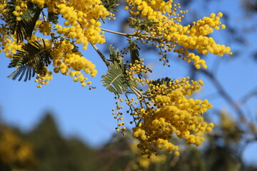 Fleurs de mimosa # 8