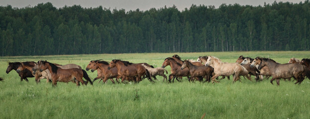 A herd of horses is grazing in the meadow after the rain.