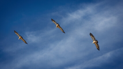 Vultures Circling in the Sky