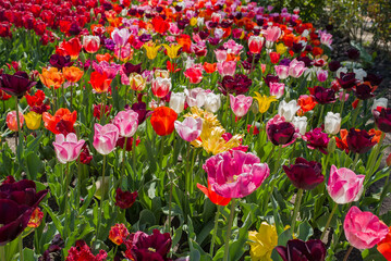 beautiful and colorful tulips with green leaves on the meadow in spring