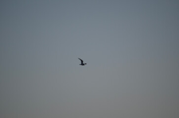 Fototapeta premium birds in flight