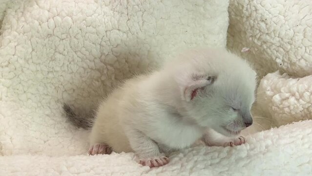4K HD video of one tiny siamese colored kitten peeking out of a sheepskin bed with eyes recently opened, meowing for mom

