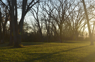 morning in the forest