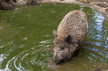 Wild Pig In A Puddle Of Water