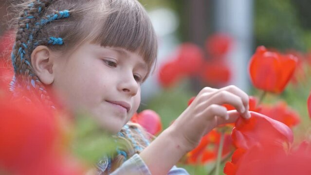 Happy child girl enjoying sweet smell of red tulip flowers in summer garden