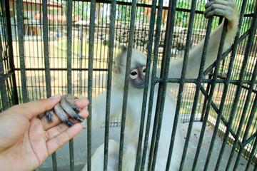 The Simpai langur (Presbytis melalophos) is behind the bars of the Zoo's cage. This langur is one of the monkeys endemic to Sumatra, Java, and Kalimantan.