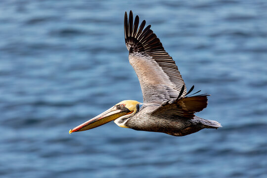 A beautiful California brown pelican soars over the open ocean in early daylight sun with large wingspan to prove its beauty in flight gliding with the sea breeze - Powered by Adobe