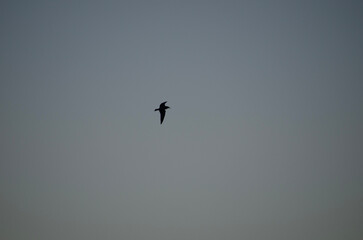 Fototapeta premium birds in flight