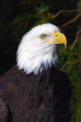 Bald Eagle looking intently headshot with crisp white feathers for beautiful patriotic scenes from United States of America