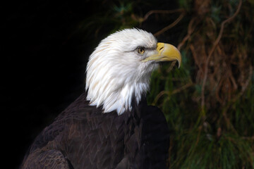 Bald Eagle looking intently headshot with crisp white feathers for beautiful patriotic scenes from United States of America