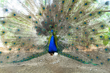 Obraz premium Close up of a male peacock displaying its stunning tail feathers
