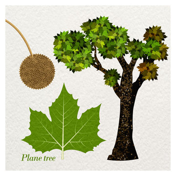 Planetree and plane leaf and plane fruit