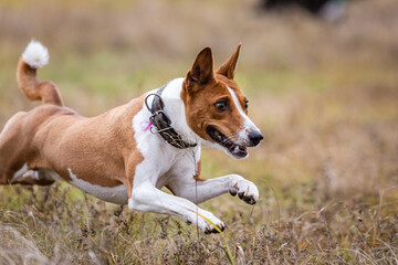 Naklejka na ściany i meble asenji dog chasing bait in a field