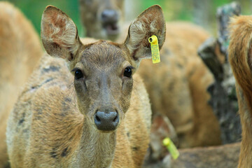 close up of Timor deer (cervus timorensis) in one of the breeding areas in Lampung, Indonesia