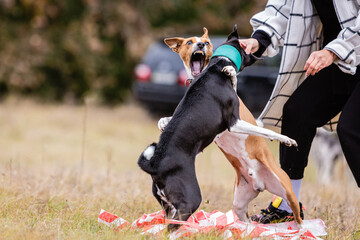 Basenji dogs fighting for bait in a field