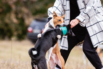 Basenji dogs fighting for bait in a field