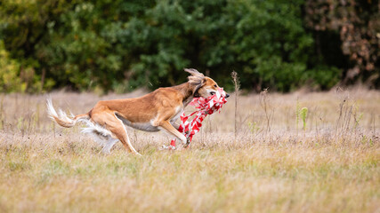 Saluki greyhound dog chasing bait in a field