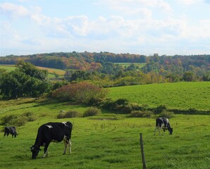 cows in a field