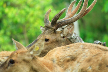 A group of Timor Deer (cervus timorensis) in a breeding center in Lampung, Indonesia