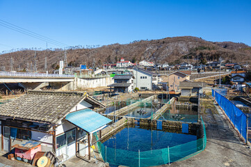 春の安曇野　ニジマス養殖場