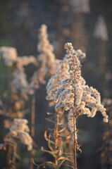 frost on the branches