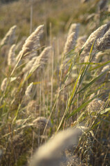 Fototapeta premium grass in the wind