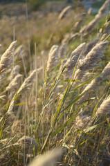 grass in the wind
