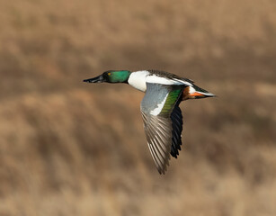 Obraz premium Single Male Northern Shoveler duck flying with wings down