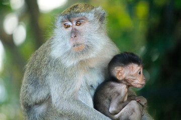 Mother monkey with her child is on a green tree