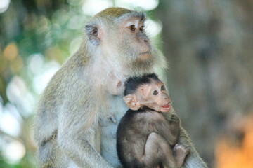 Mother monkey with her child is on a green tree
