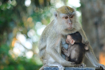 Mother monkey with her child is on a green tree