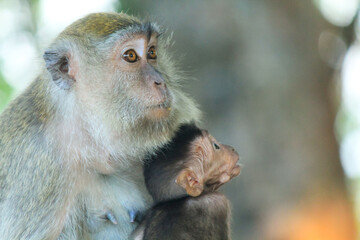 Mother monkey with her child is on a green tree