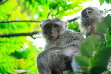Mother monkey with her child is on a green tree