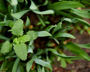 bright green grass leaves growing in drops