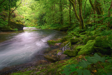 Obraz premium Overwhelming greenery on mossy rocks and vegetation by a river