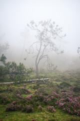 Obraz na płótnie Canvas Pine trees and fallen trunks on the heath in the fog