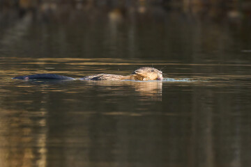 Beaver animal