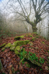 The stony mossy ruins of an old house lead the gaze towards an imposing oak