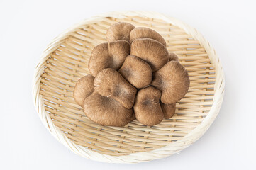 ザルの上のヒラタケ