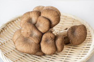 ザルの上のヒラタケ